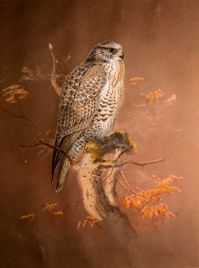 Iceland Falcon, 1856-67 by Joseph Wolf